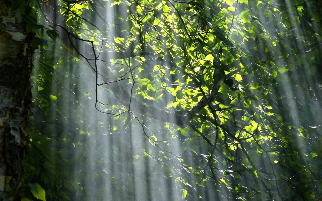 Orient to Light